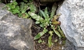 Asplenium hybridum #D02.jpg
