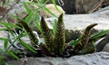 Asplenium hybridum #D09.jpg
