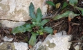 Asplenium hybridum #D21.jpg