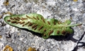 Asplenium hybridum #D25.jpg