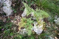 Asplenium onopteris #D02.jpg