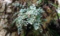 Asplenium ruta muraria #E05.jpg