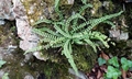 Asplenium trichomanes #A01.jpg