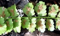 Asplenium viride #C05.jpg