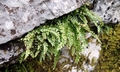 Asplenium viride #E01.jpg