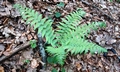 Dryopteris filix mas #E01.jpg