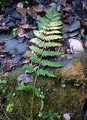 Dryopteris remota #B01.jpg