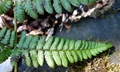 Dryopteris remota #B02.jpg
