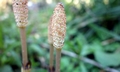 Equisetum arvense #B02.jpg