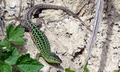 Lizard #E02.jpg