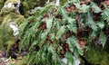 Polypodium sp. #E02.jpg