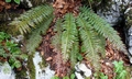Polystichum aculeatum #E01.jpg