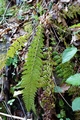 Polystichum braunii #B01.jpg