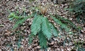 Polystichum setiferum #A02.jpg