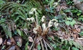Polystichum x wirtgenii #B00.jpg