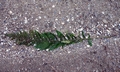 Polystichum x wirtgenii #B08.jpg