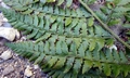 Polystichum x wirtgenii #B09.jpg