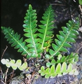 Asplenium aureum #01.jpg