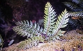 Asplenium filare subsp. canariense #25.jpg