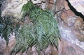 Asplenium onopteris #36.jpg