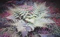 Dryopteris oligodonta #04.jpg