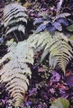 Dryopteris oligodonta #17.jpg