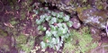 Adiantum reniforme #22.jpg