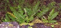 Asplenium filare #21.jpg