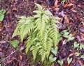 Asplenium onopteris #27.jpg