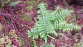 Polypodium macaronesicum #09.jpg