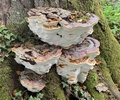 Bracket Fungus.jpg