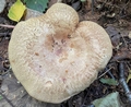 Brown Rollrim (Paxillus involutus).jpg