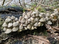 Clustered Bonnets (Mycena inclinata).jpg