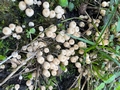 Fairy Inkcaps (Coprinellus desiminatus).jpg