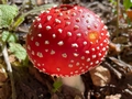 Fly agaric (Amanita muscaria).jpg