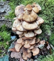 Honey mushroom (Armillaria mellea).jpg