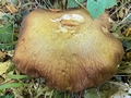 King Boletus (Boletus edulis).jpg