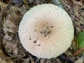 Parasol mushroom.jpg