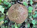 Red Cracking Bolete (Xerocomelluschrysenteron).jpg