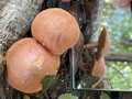 Spectacular Rustgill (Gymnopilus juonius).jpg