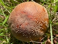 The Blusher (Amanita rubescens).jpg