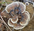 Turkey Tail(Trametes versicolor).jpg