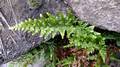 Asplenium adiantum-nigrum #03.jpg