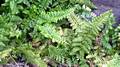 Asplenium foreziense #25.jpg