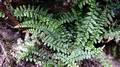 Asplenium foreziense #A01.jpg