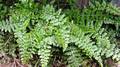 Asplenium foreziense #A03.jpg