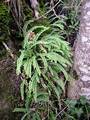 Asplenium trichomanes #01.jpg