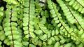 Asplenium trichomanes #A02.jpg