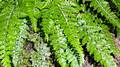 Asplenium x sleepiae (A. billotii x foreziense) #2.jpg