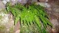 Asplenium x sleepiae (A. billotii x foreziense) #3.jpg